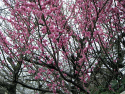 �����炫�̔~