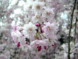 ���g�w�O�t�߂̂�����